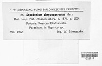 Hypomyces chrysospermus image